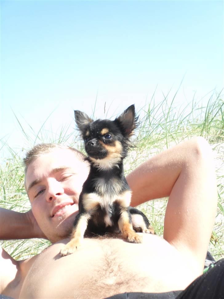 Chihuahua Keyzer billede 3