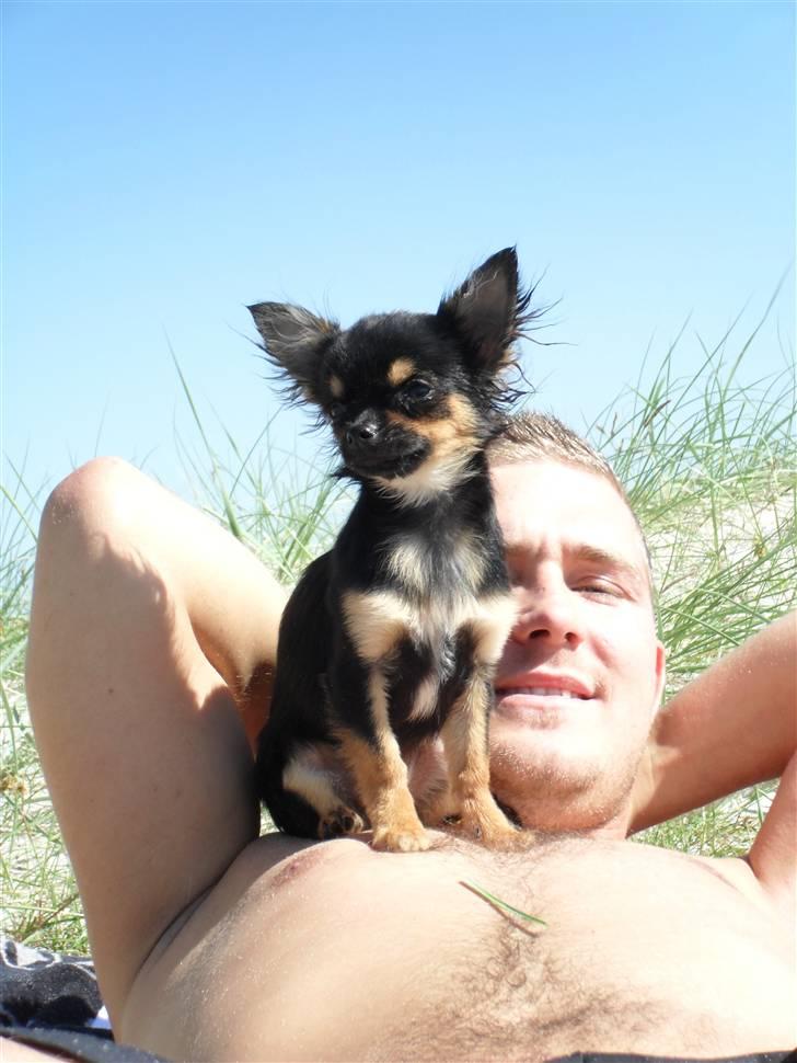 Chihuahua Keyzer billede 4