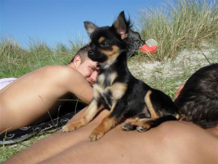 Chihuahua Keyzer billede 5