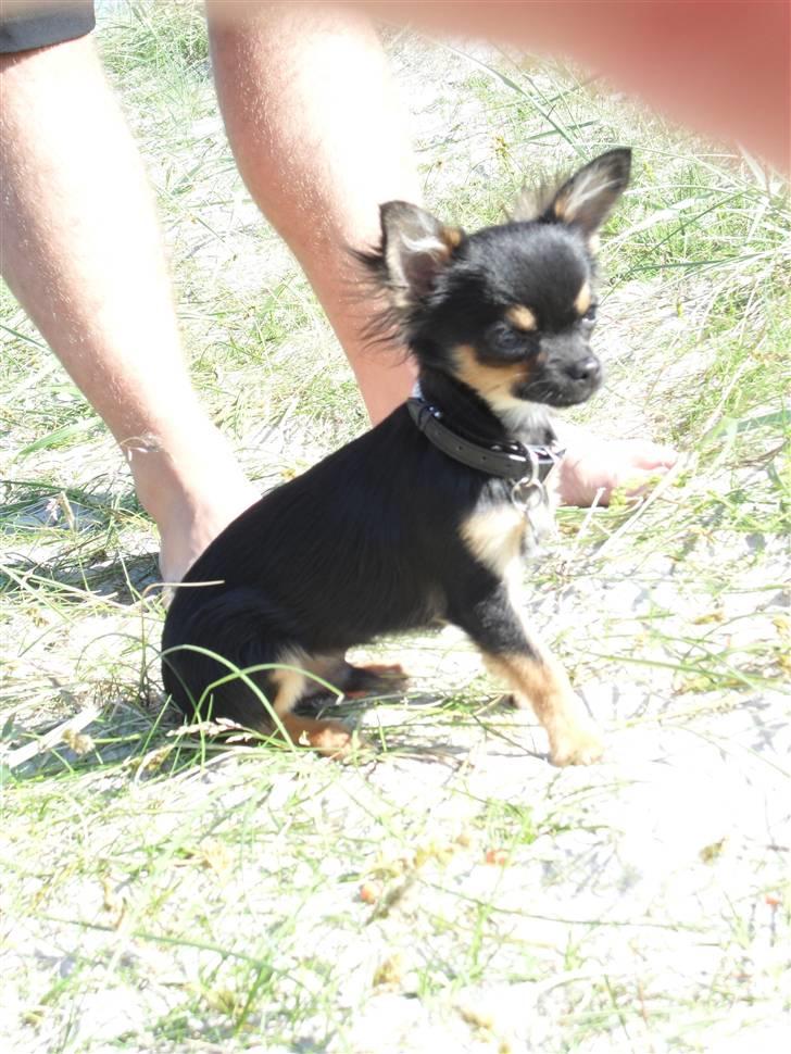 Chihuahua Keyzer billede 6