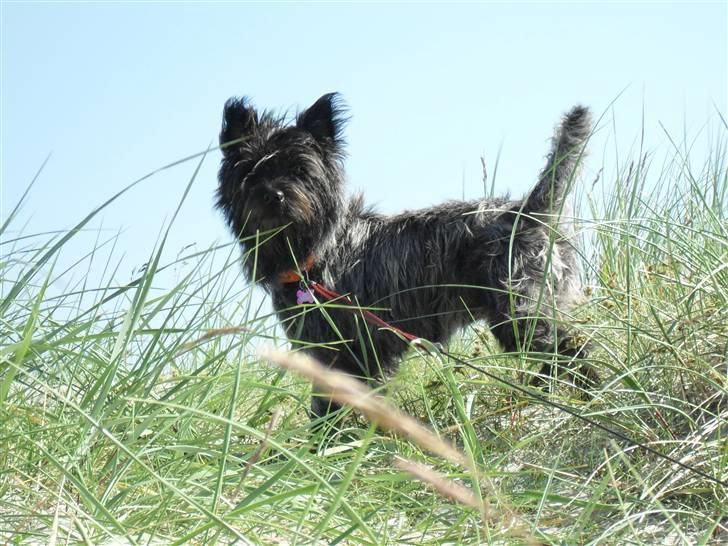 Cairn terrier Meg - øster hurup 27/6-2010 billede 1