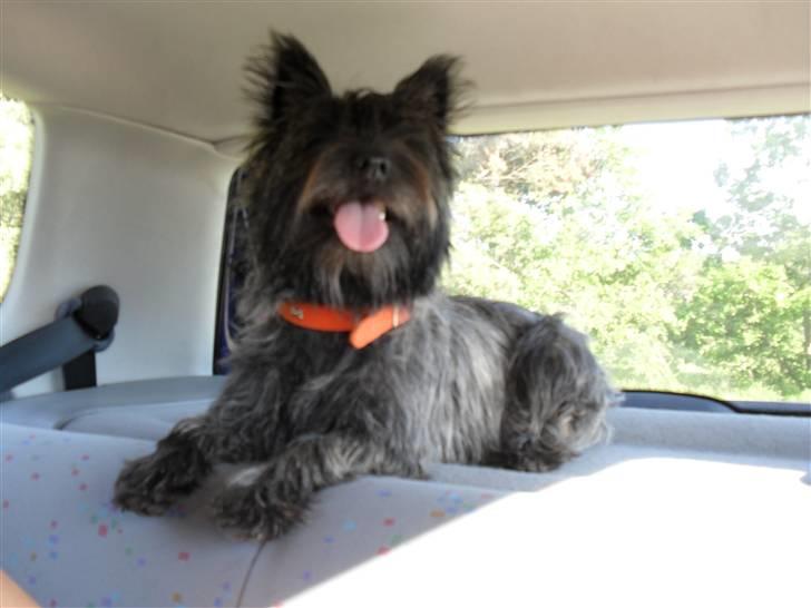 Cairn terrier Meg billede 2