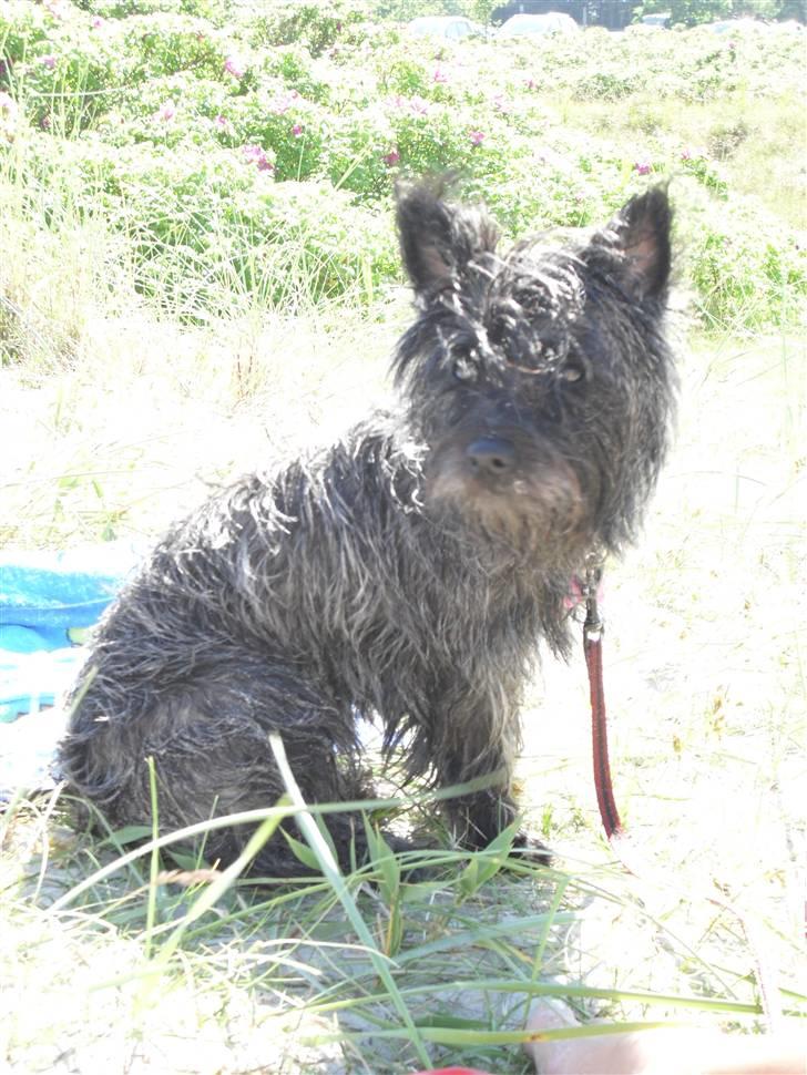 Cairn terrier Meg billede 3