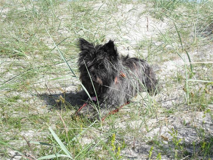 Cairn terrier Meg billede 4