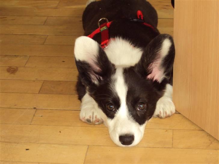 Welsh corgi cardigan Team Løvendahl´s Elli - Med sin nye sele på. billede 2