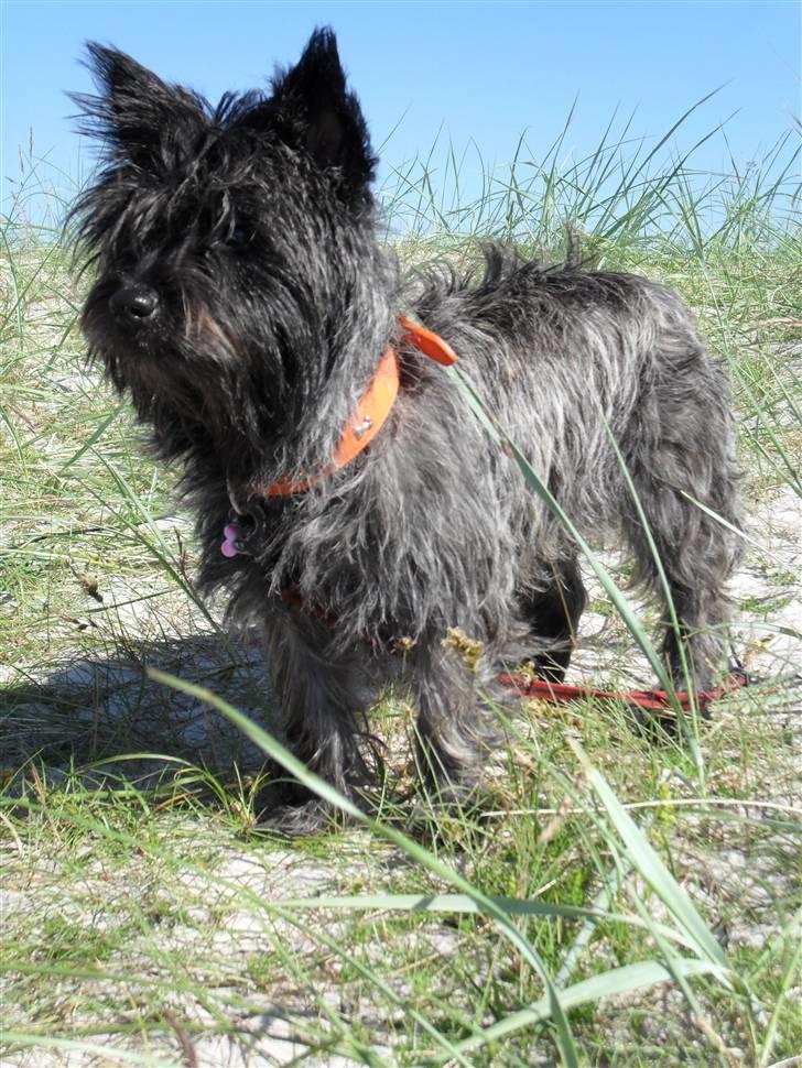 Cairn terrier Meg billede 5