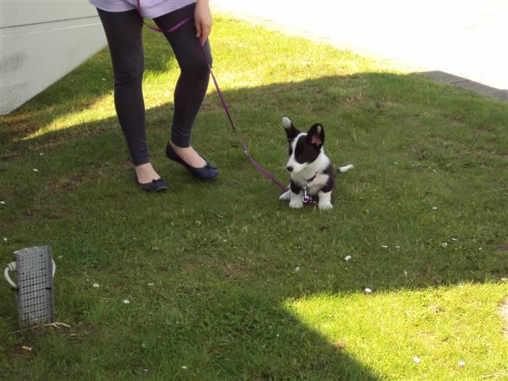 Welsh corgi cardigan Team Løvendahl´s Elli - På vej hjem fra jylland billede 3