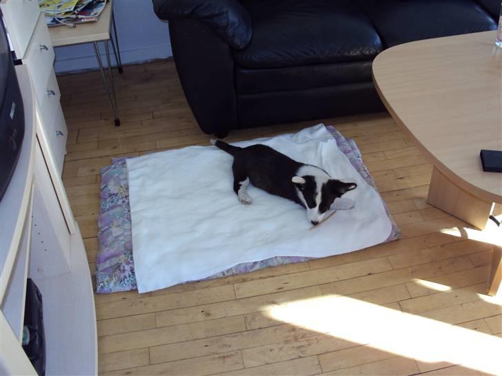 Welsh corgi cardigan Team Løvendahl´s Elli billede 4