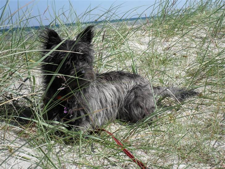 Cairn terrier Meg billede 6