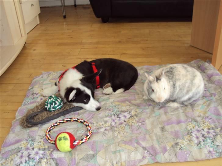 Welsh corgi cardigan Team Løvendahl´s Elli - Elli og Silke ser lige hinanden an. billede 5