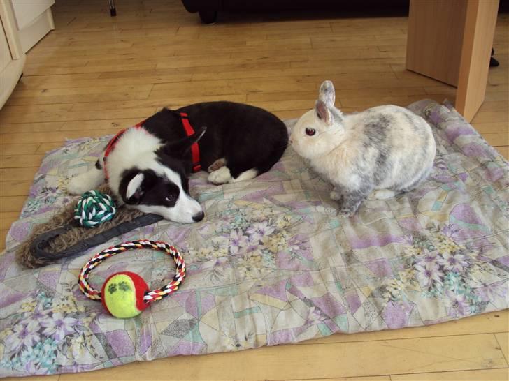 Welsh corgi cardigan Team Løvendahl´s Elli billede 6