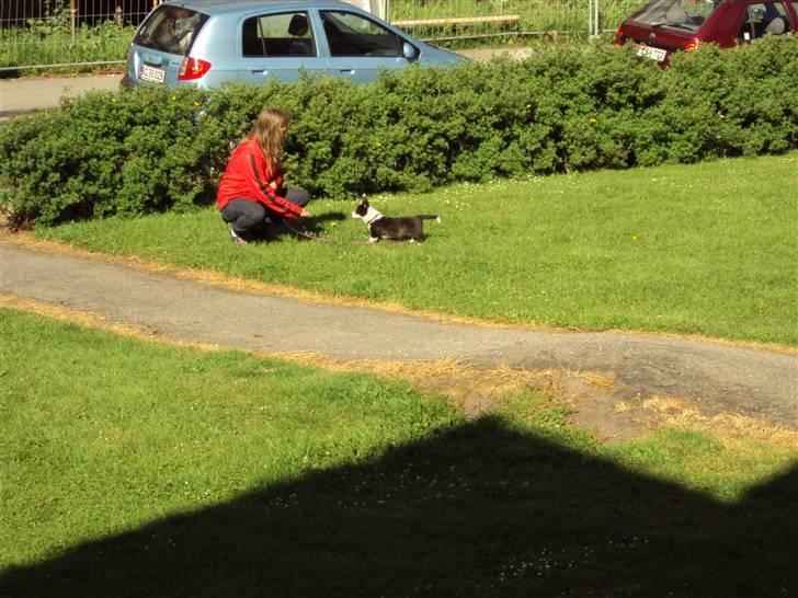 Welsh corgi cardigan Team Løvendahl´s Elli billede 7