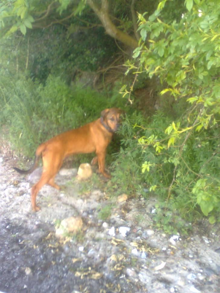 Blanding af racer Balo billede 16