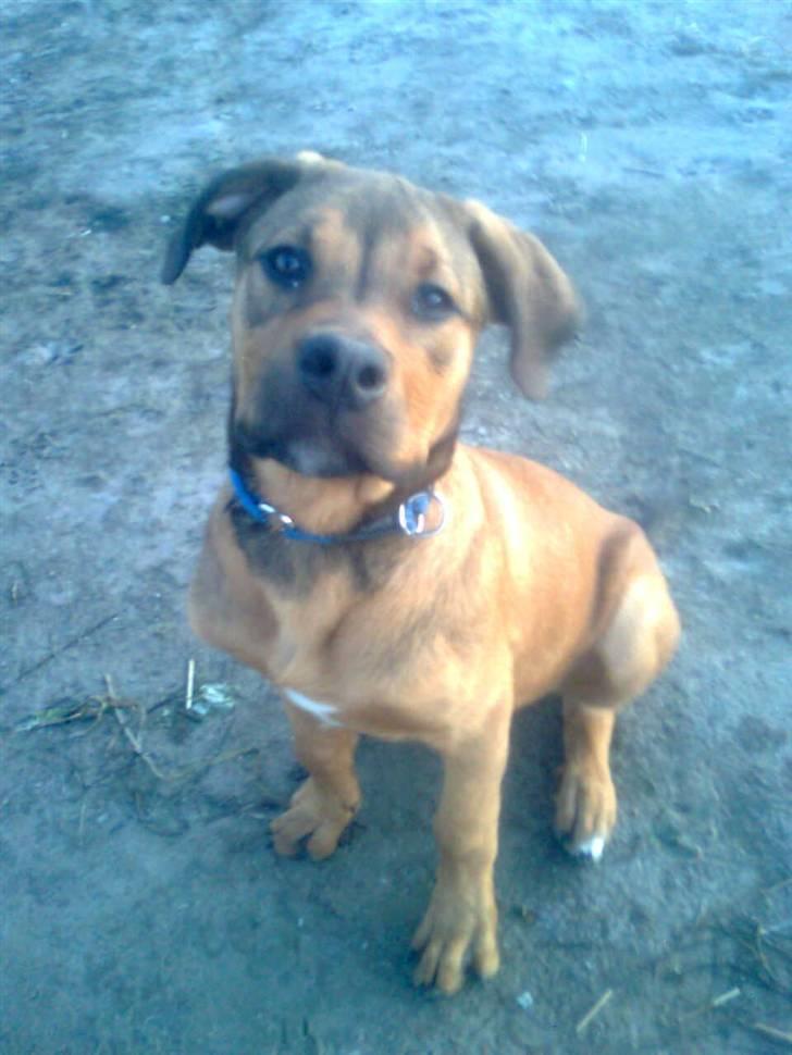 Blanding af racer Balo billede 17