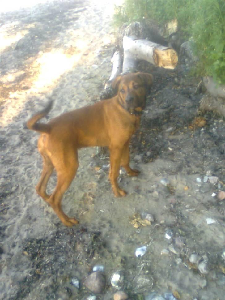 Blanding af racer Balo billede 18