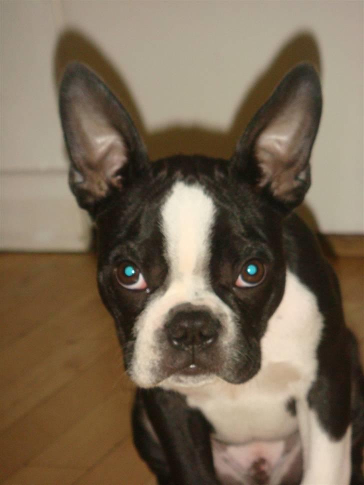 Boston terrier Ozzy billede 9