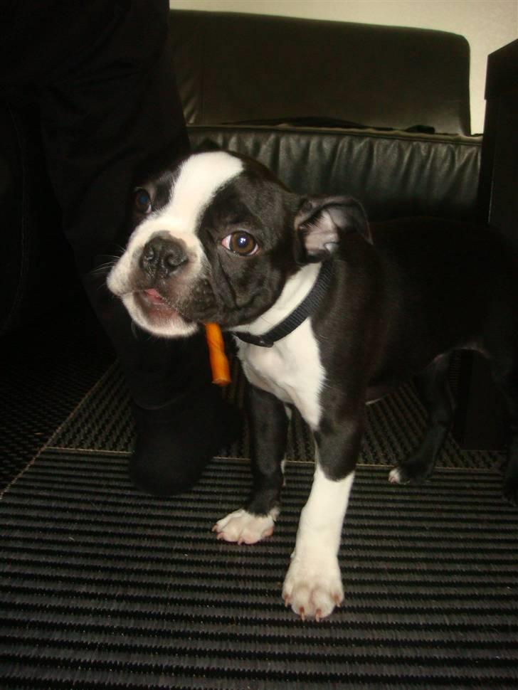 Boston terrier Ozzy billede 10