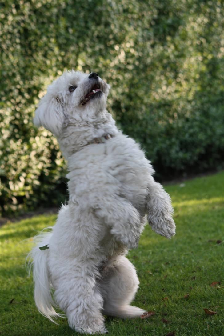 Coton de tulear Olli billede 15