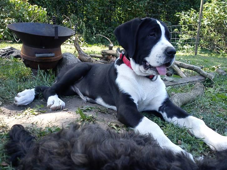 Blanding af racer Martha billede 1