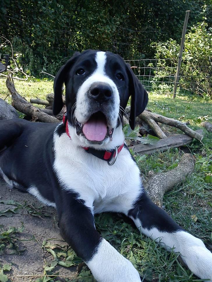 Blanding af racer Martha billede 2