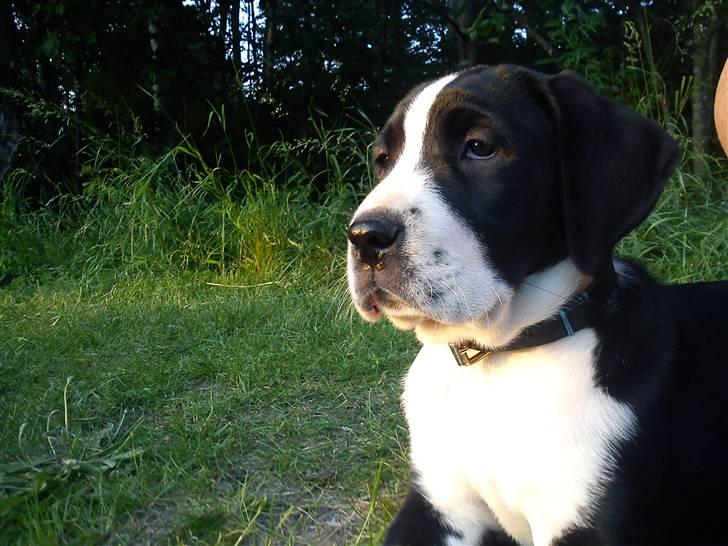 Blanding af racer Martha billede 3