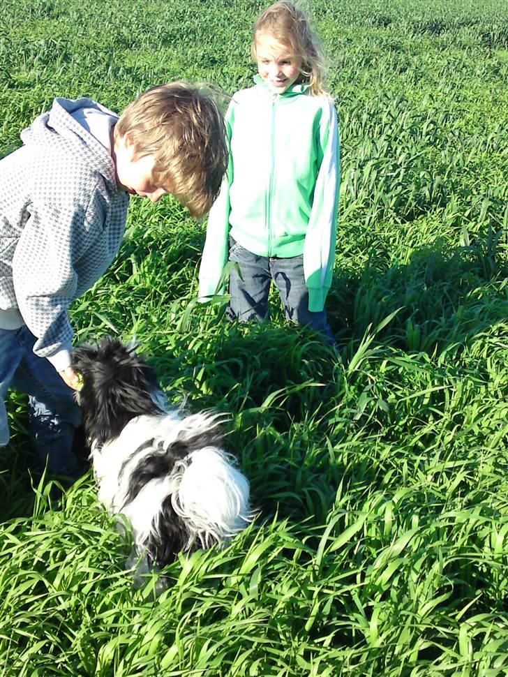 Blanding af racer Mille - I marken med ungerne billede 10