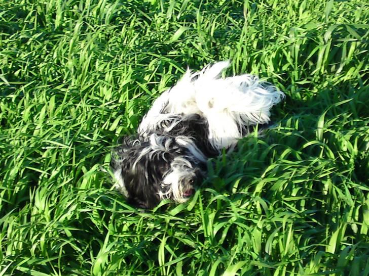 Blanding af racer Mille - Man må hoppe sig gennem græsset, når man ikke er så stor igen billede 11