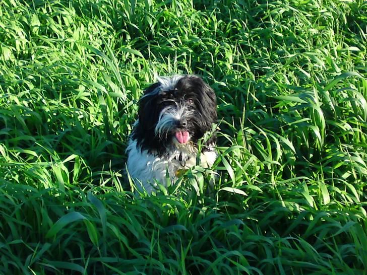 Blanding af racer Mille - Puha, det er hårdt arbejde, PAUSE! billede 12