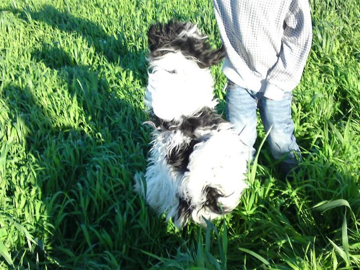 Blanding af racer Mille - HOP! billede 13