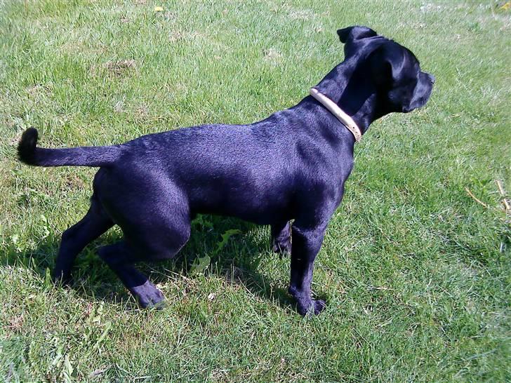 Staffordshire bull terrier Noa billede 10