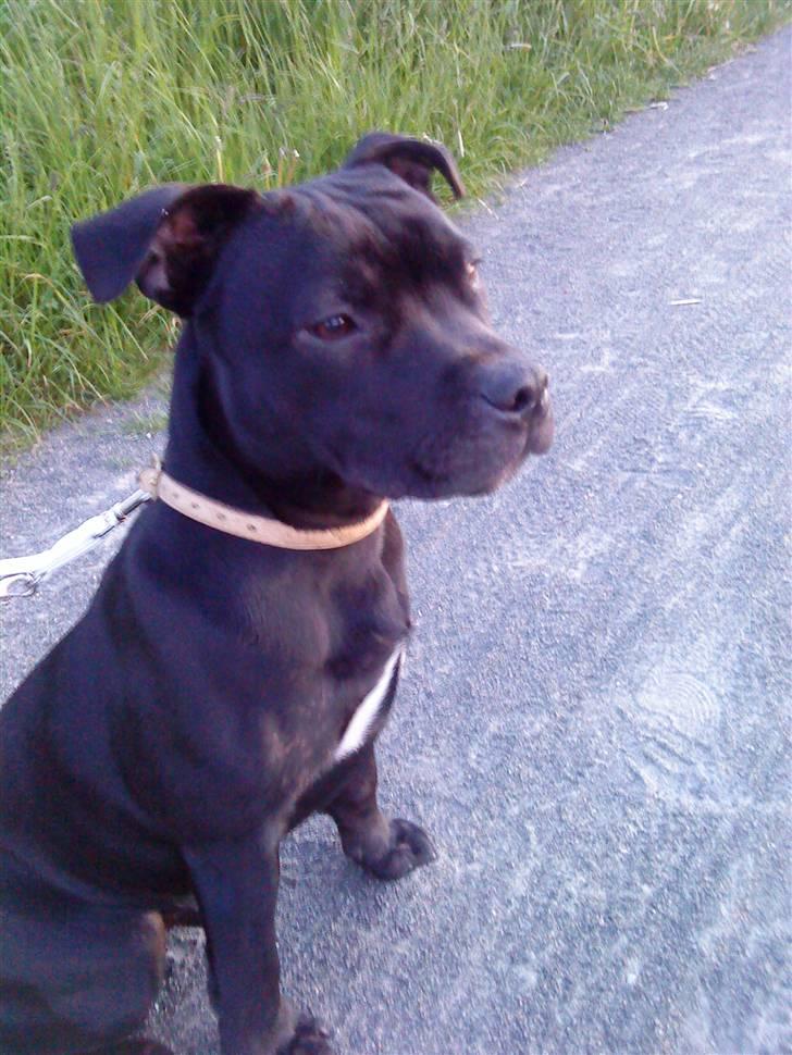 Staffordshire bull terrier Noa billede 11