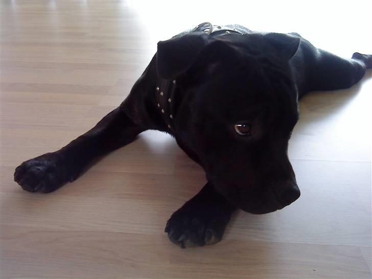 Staffordshire bull terrier Noa billede 12
