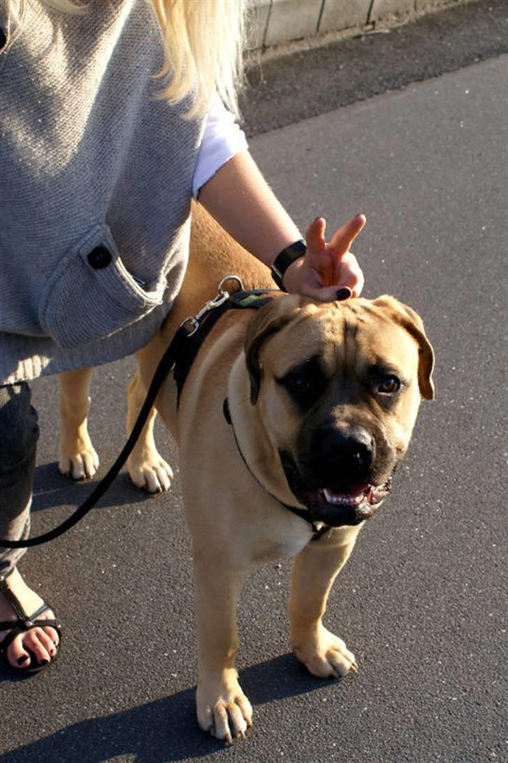 Bullmastiff Boulevard of Fame Hector - bullerkanin! billede 8