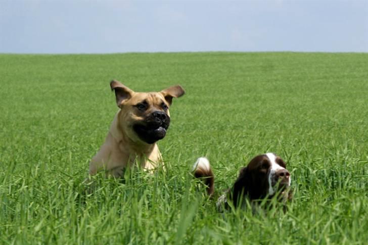 Bullmastiff Boulevard of Fame Hector - Et snig angrib fra en listig og lydløs bullmastiff. Springeren Garcon ser det ikke komme før det er for sent... billede 9