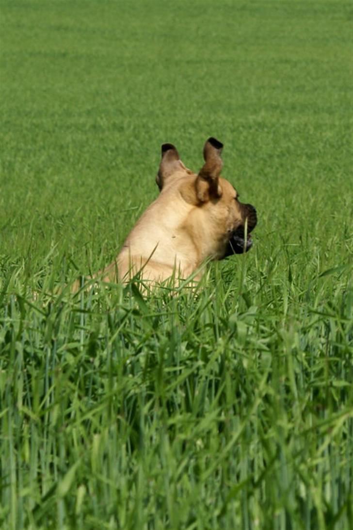 Bullmastiff Boulevard of Fame Hector - "GARCON!!! HVOR GEMMER DU DIG?" billede 10