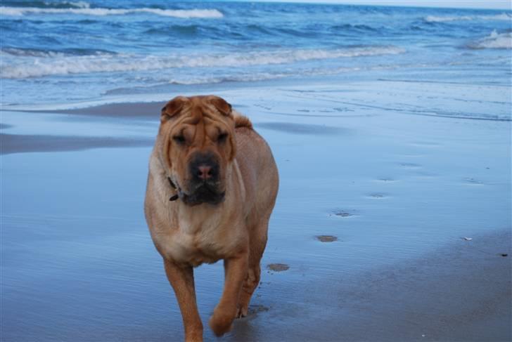 Shar pei Mille - *Mille på stranden (sommeren 2010) billede 12