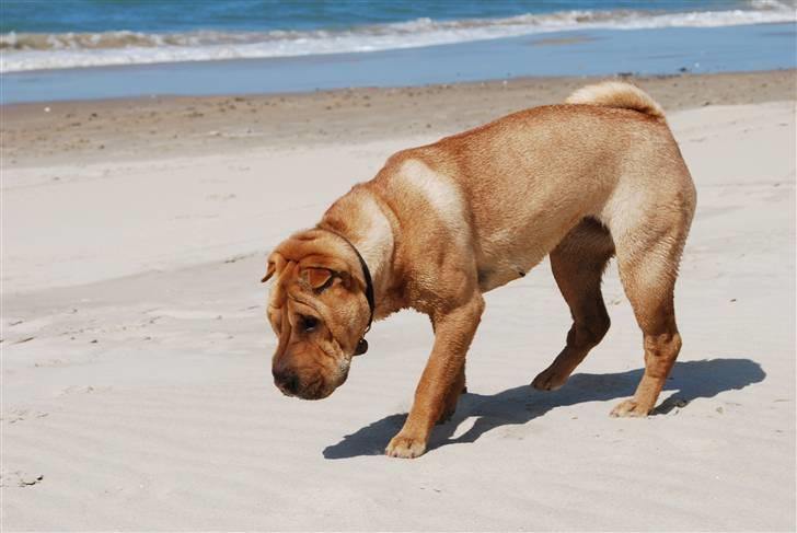 Shar pei Mille - *Mille på stranden (sommeren 2010) billede 13