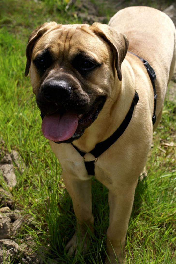 Bullmastiff Boulevard of Fame Hector - Herning World Dog Show 2010 7mdr billede 11