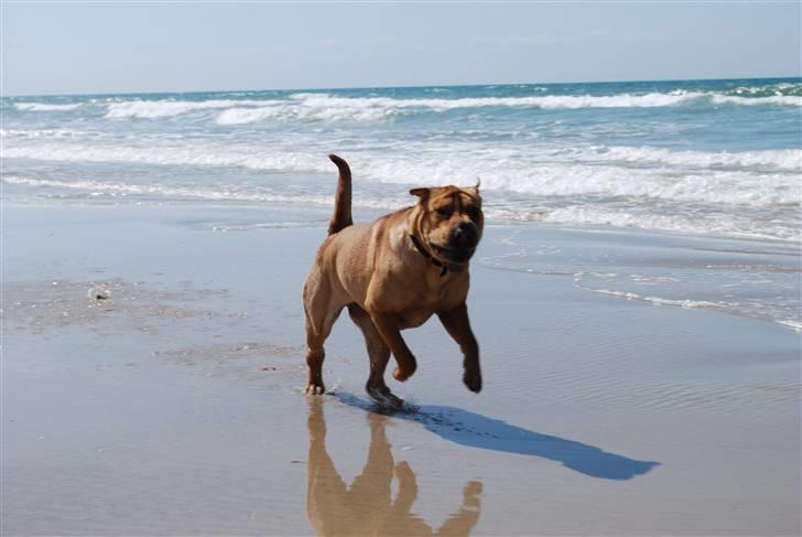 Shar pei Mille - *Mille på stranden (sommeren 2010) billede 14