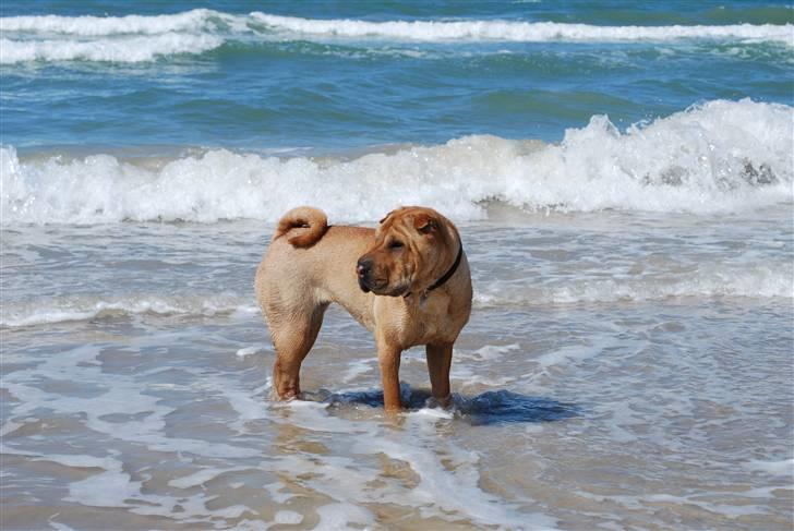 Shar pei Mille - *Mille på stranden (sommeren 2010) ELSKER VANDET! billede 15