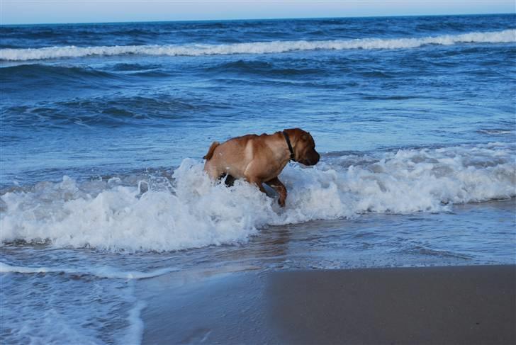 Shar pei Mille - *Mille på stranden (sommeren 2010) Uha lidt koldt billede 16