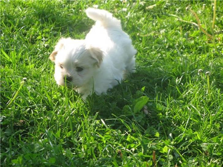 Blanding af racer Mikkel - Billede taget af sælger, 6 uger gammel <3 billede 2