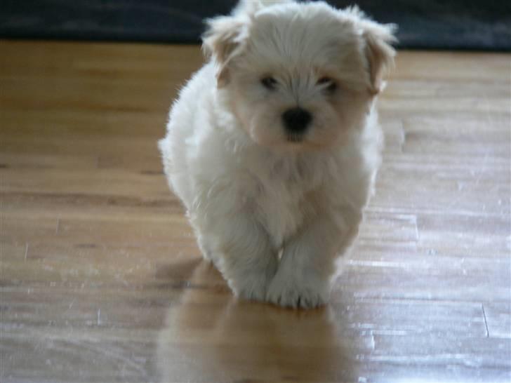 Blanding af racer Mikkel - "Hvad er det du har der mor!?" <3 billede 3