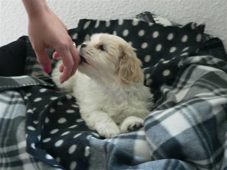 Blanding af racer Mikkel - Nyskerig.. <3 billede 4