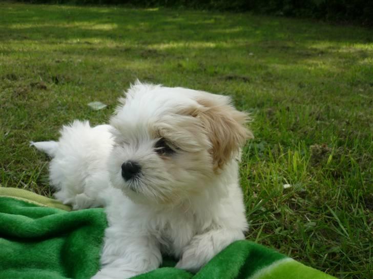 Blanding af racer Mikkel - Nyder solen i haven <3 Så lækkert..  billede 7