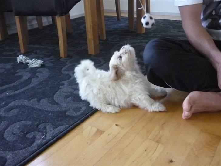 Blanding af racer Mikkel - Mit første Triks <3 billede 8