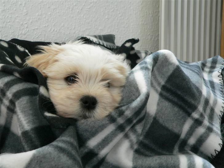 Blanding af racer Mikkel billede 9