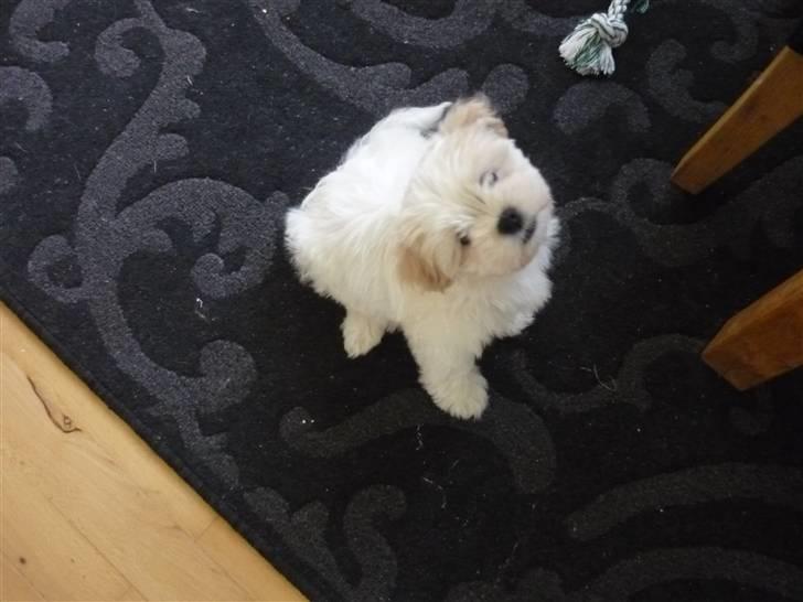 Blanding af racer Mikkel billede 10