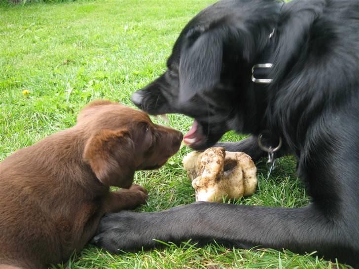 Blanding af racer Aya - Aya leger med far. Det ser vildt ud men det er Aya som kanøfler far :) billede 11