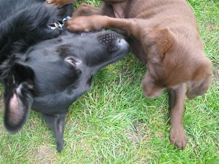 Blanding af racer Aya billede 12